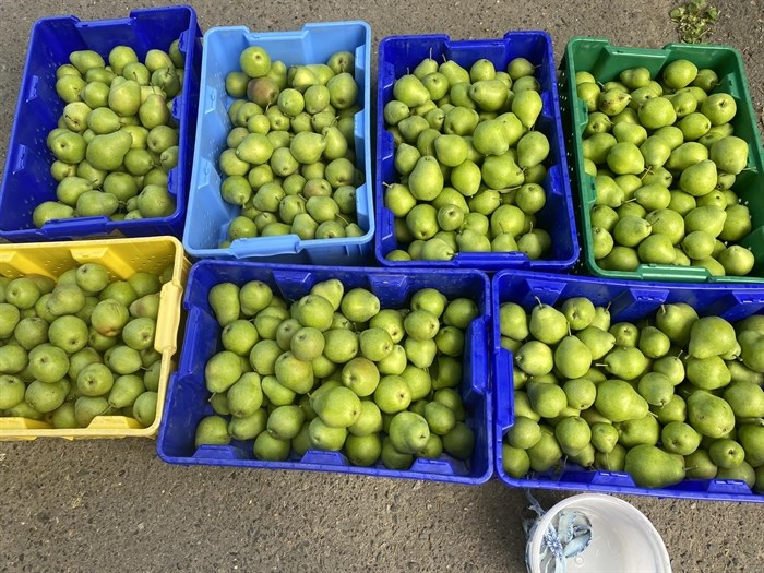 These pears were gleaned by the Kamloops Abundance Gleaning program, with one third going to non-profits. 