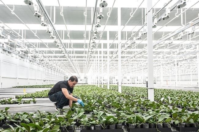 Workers sort plants at an orchid-growing operation at Bevo Farms in Leduc, Alta. on Tuesday, October 10, 2023. Aurora Cannabis Inc. holds a stake in Bevo Agtech Inc., a company growing flowers and tomato seedlings, and offering reprieve from the volatile cannabis business.