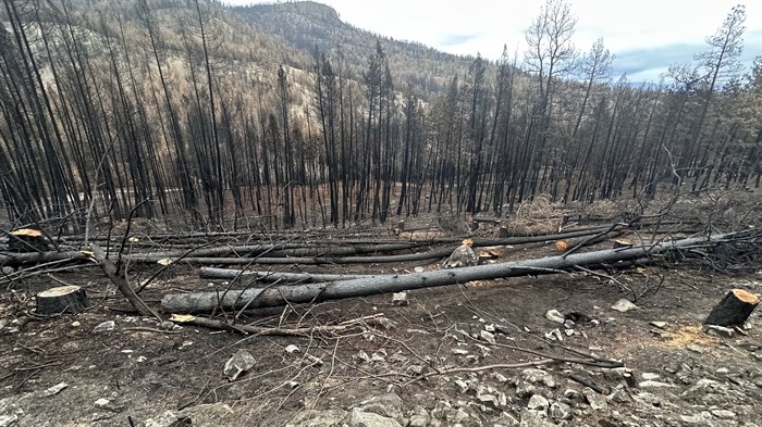 Countless trees on Bear Creek Road have been cut down in the aftermath of the McDougall Creek wildfire. 