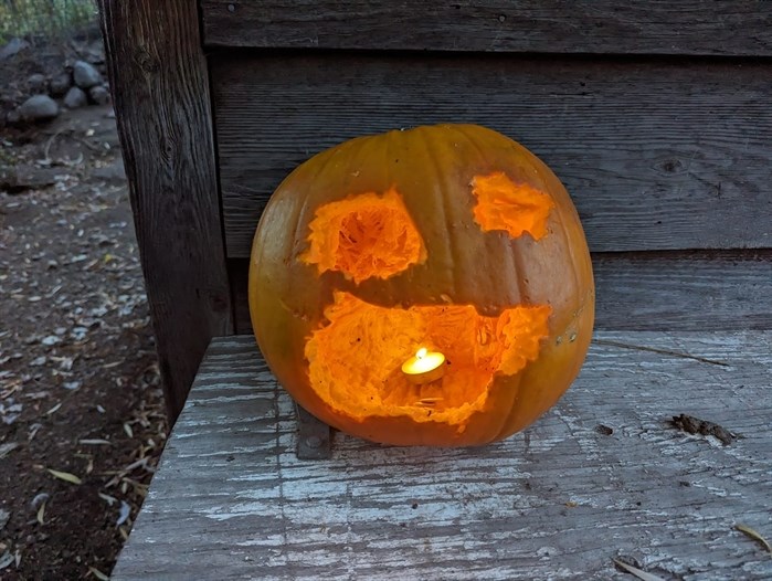 Larissa Town gives credit for her jack-o'-lantern to her chickens who pecked a face into it in Penticton. 