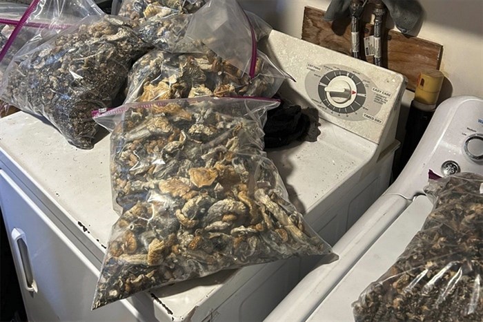 This photo, released by the Connecticut State Police, shows bags of psychedelic mushrooms in a home in Burlington, CT, Thursday, Nov 2, 2023. Federal, state and local authorities allege they found a clandestine mushroom-growing factory, containing psilocybin mushrooms in various stages of growth, with an estimated total street value of $8,500,000.
