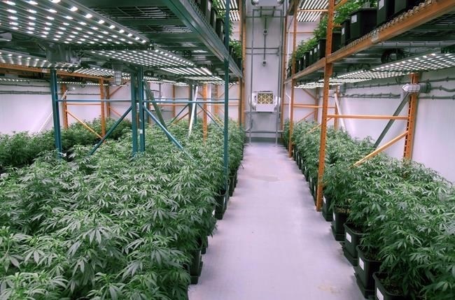 Growing cannabis plants intended for the medical marijuana market are shown at Organigram Holdings Inc. in Moncton, N.B., on April 14, 2016. Organigram Holdings Inc. says BAT has signed a deal to increase its stake in the cannabis company by investing $124.6 million.
