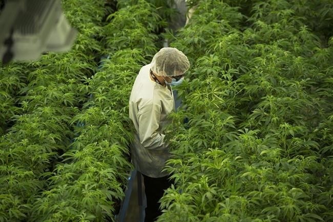 Staff work in a marijuana grow room at Canopy Growth's Tweed facility in Smiths Falls, Ont. on Thursday, Aug. 23, 2018.