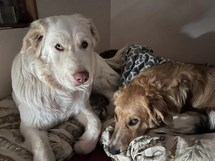 Guinea the dog (left) is safe at its Penticton home after disappearing for 3.5 months. 