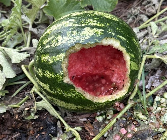 Active Kamloops gardener, Cherelle Arnesen had her fruits and vegetables, including this watermelon, damaged by rats. 