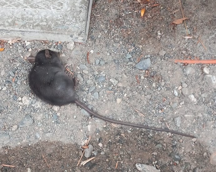 This roof rat died after ingesting poisonous pellets in Kamloops. 