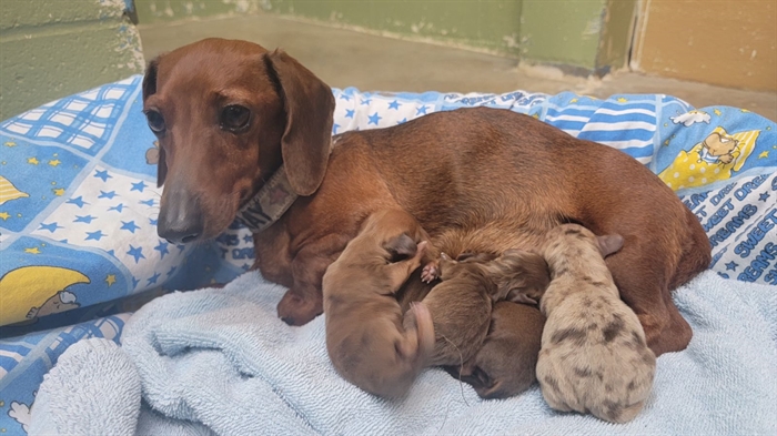 Pregnant clearance weiner dogs