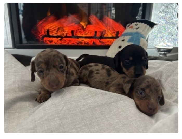 Three of 30 dachshund dogs and puppies seized by BC SPCA from a breeder in the Okanagan. 