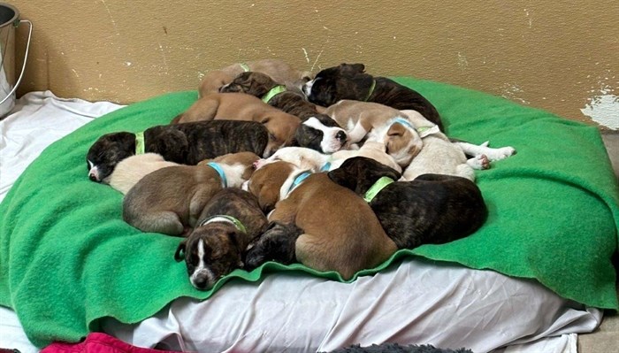 Two litters of puppies were rescued from a property in Chase by the BC SPCA. Some of them are shown sleeping in this photo. 