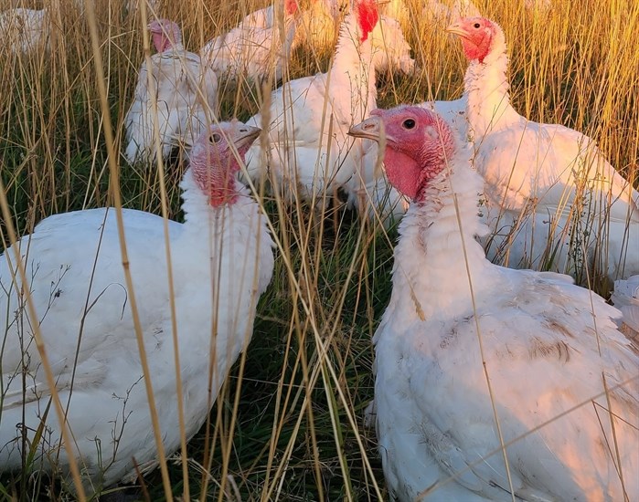Organically raised turkeys are seen at Spring Valley Ranch in Pritchard. 