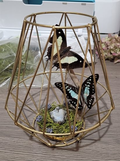 Pinned butterflies in metal frame created by Kelsi Arvay of Kamloops. 