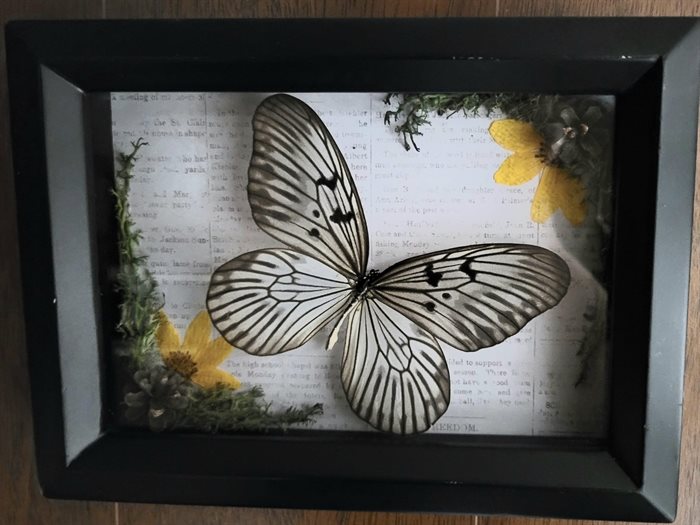A pinned butterfly with elements of nature in a wooden frame, designed by Kamloops artist Kelsi Arvay. 