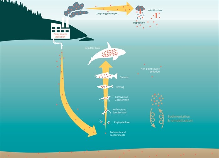 Illustration showing how toxic pollutants can compound in the food chain of killer whales.