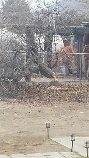 An old pear tree was chewed down by a beaver on a residential property in Kamloops. 