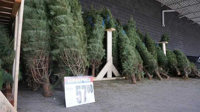 Christmas trees for sale outside of Real Canadian Superstore, Kelowna. 