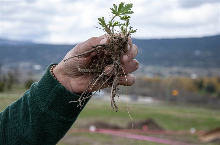 Cinquefoil is one of the invasive weeds removed by UBCO students. 