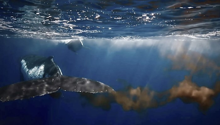 Iron-rich whale poo fertilizes the ocean, supercharging the food web and the absorption of carbon dioxide from the atmosphere.
