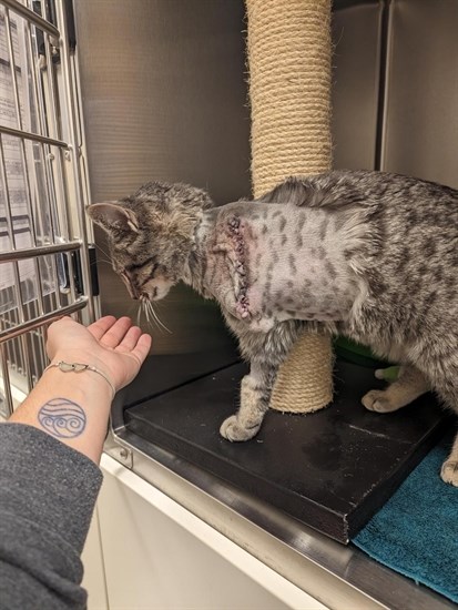 This young stray tabby cat had an injured limb amputated and is in care of the BC SPCA in Kamloops. 