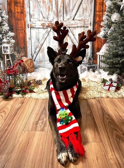 A festive doggo sits nice for a photo. 