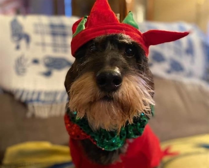 Kamloops dog, Dexter is ready for Christmas. 