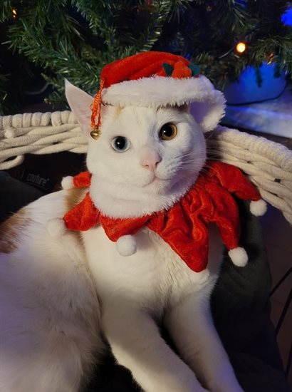 A purrfectly pretty kitty, ready for Christmas. 