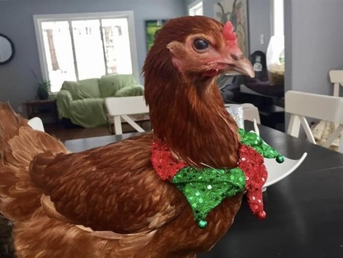 Festive chicken. 