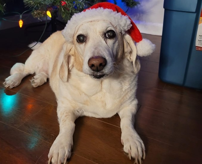 This little dog Kali looks like she's waiting for Santa in Kamloops. 