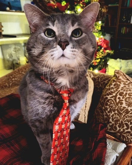 This cat looks purrfectly dapper with a Christmas tie. 