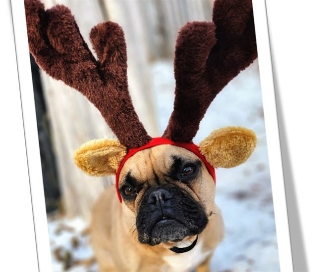 This could be Santa's littlest reindeer. 