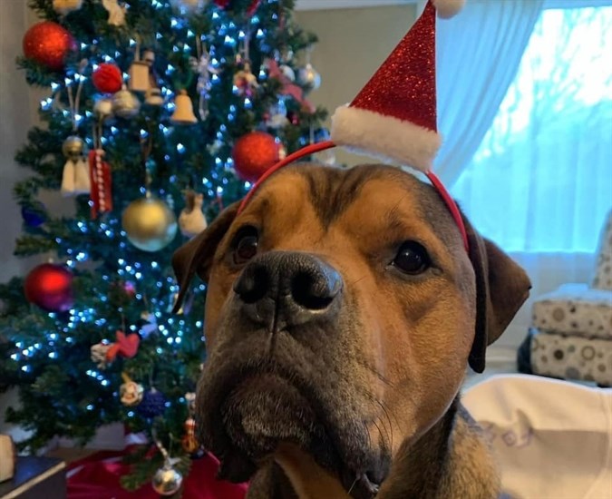 A good boy in a Santa hat. 
