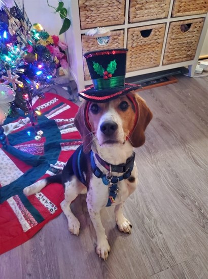 A festive pup in Vernon. 