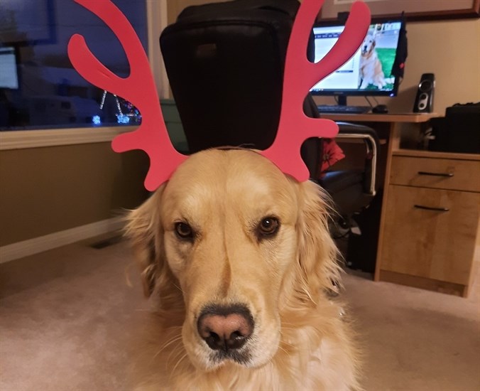 Someone doesn't seem to like her antlers. 