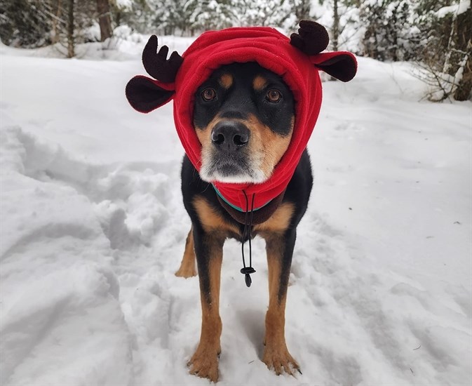 This dog wears a festive outfit for playing in the snow. 