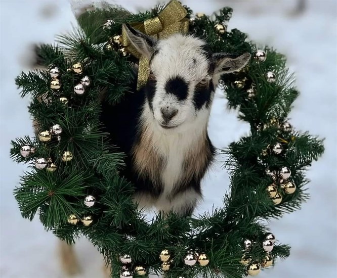 Just an adorable goat in Christmas wreath. 