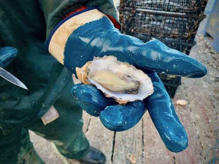 Oysters are rich in protein, low in bad fats and calories, but boast high levels of essential omega-3 fatty acids and essential micro-nutrients, like iron, zinc and magnesium.