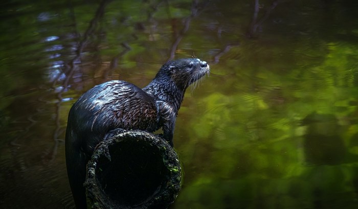 A photo of a river otter taken by Ray Bilcliff. 