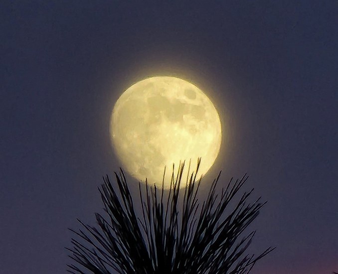 Janessa Lea snapped a photo of the Cold moon looking like a star on a pine tree in Kelowna. 