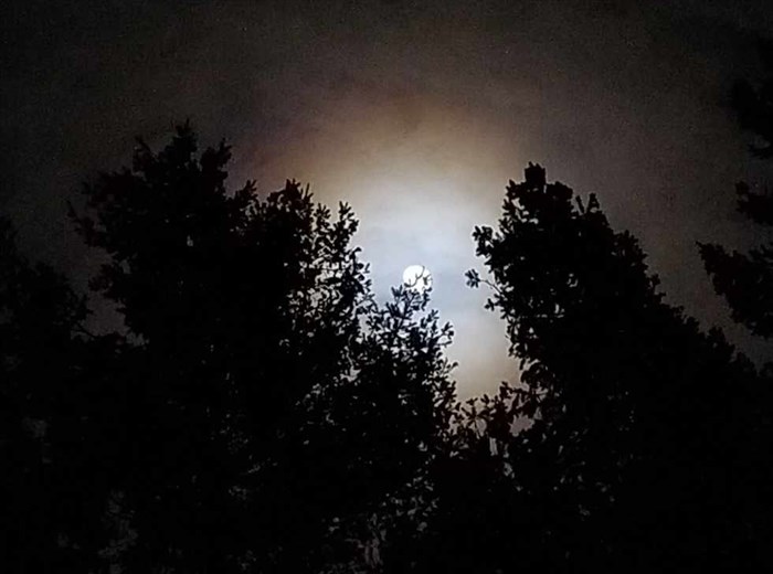 Full Cold moon in cloudy skies shines through the treetops in Kamloops. 