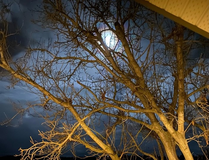 The moon seen through clouds and trees in Lake Country. 