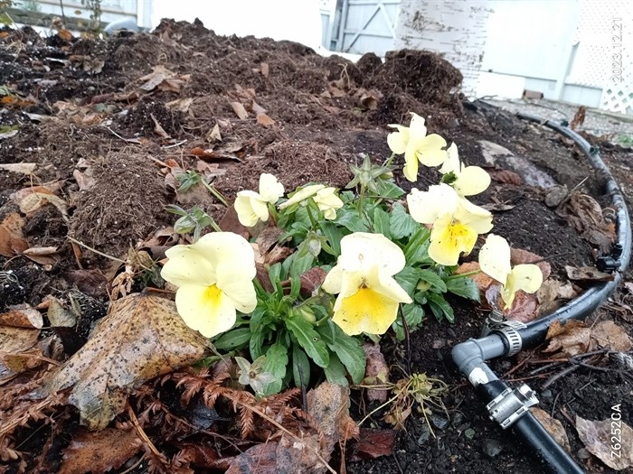 These pansies in a garden in Coldstream are in full bloom for Christmas holidays. 