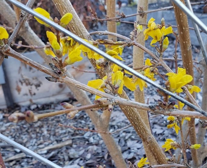This forsythia bloomed in the Okanagan just before Christmas.  