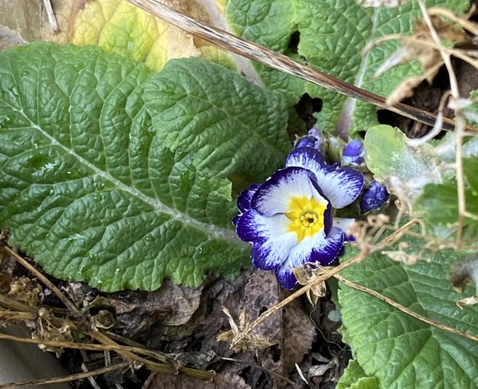 A violet primula in a Kelowna garden bloomed just after Christmas. 