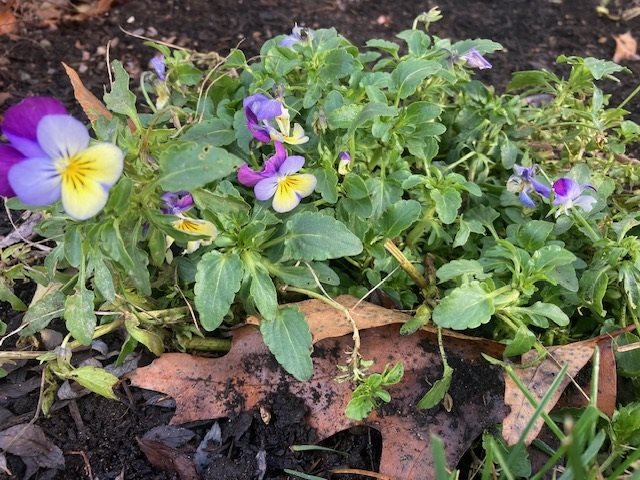 These violas are blooming in Salmon Arm. 