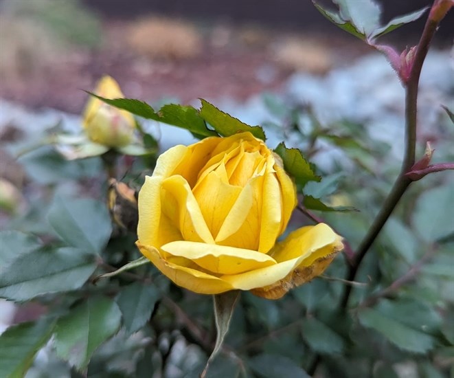 One Kelowna resident found a yellow rose blooming in her garden on Christmas. 