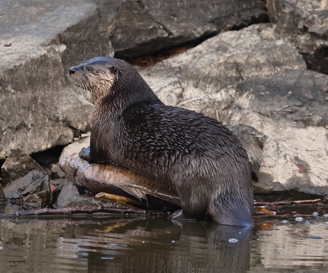 iN PHOTOS: Kamloops river otter caught on camera having carp for lunch ...