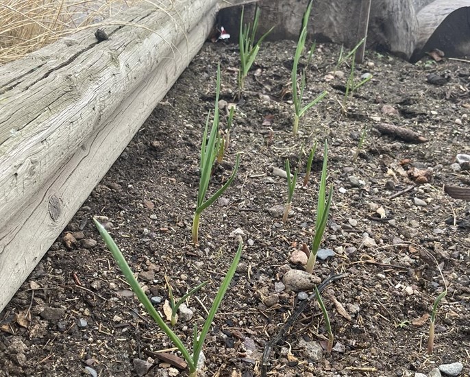 Garlic plants are growing in Peachland garden, pictured here end at the end of December. 