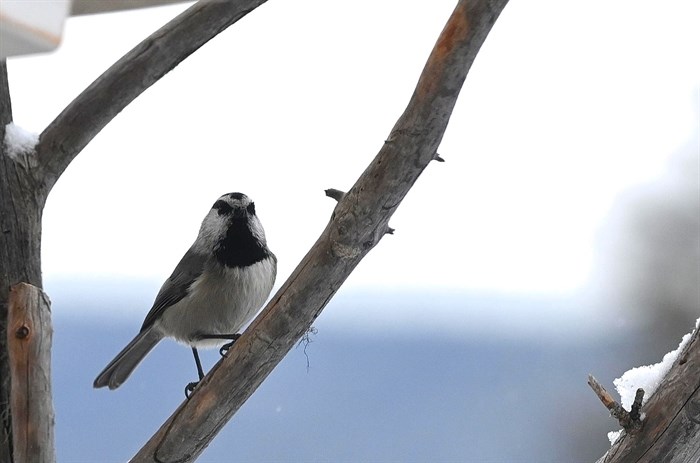 A mountain chickadee is perched on a limb in Logan Lake. 