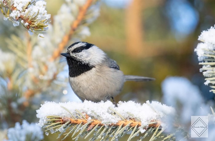 This mountain chickadee must have cold feet, standing in snow in Clinton. 