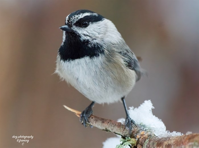 A mountain chickadee stands on a snowy branch in Paul Lake. 