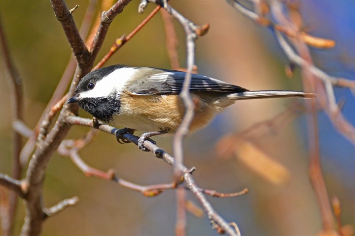 A black-capped chickadee rests on a twig on a sunny November day in Sorrento. 